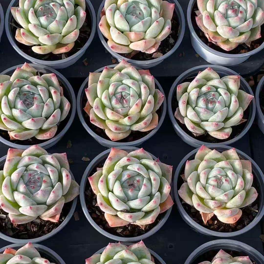23552 Echeveria White Ratam (9cm pot size)