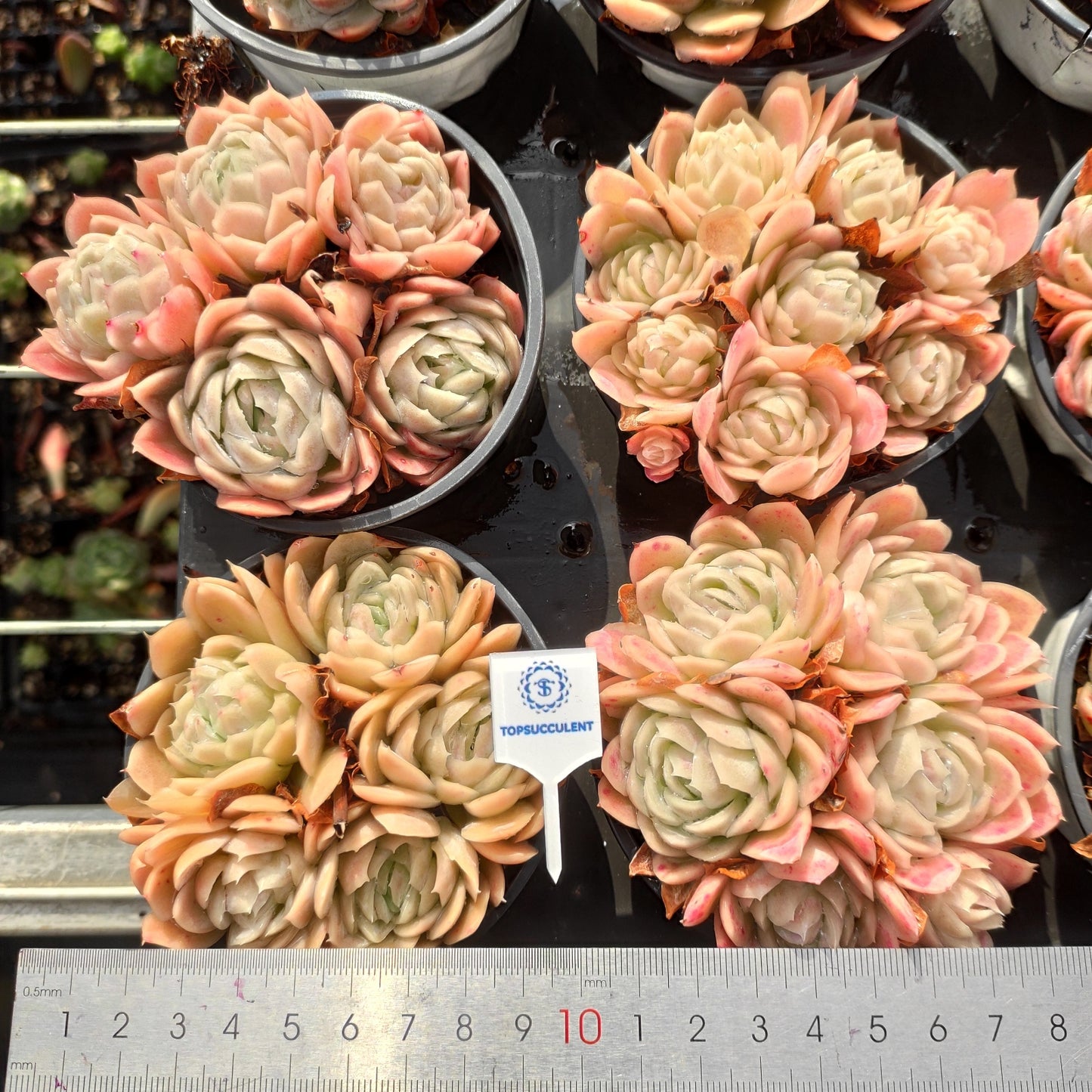 24514 Echeveria Potosina (9cm pot size)