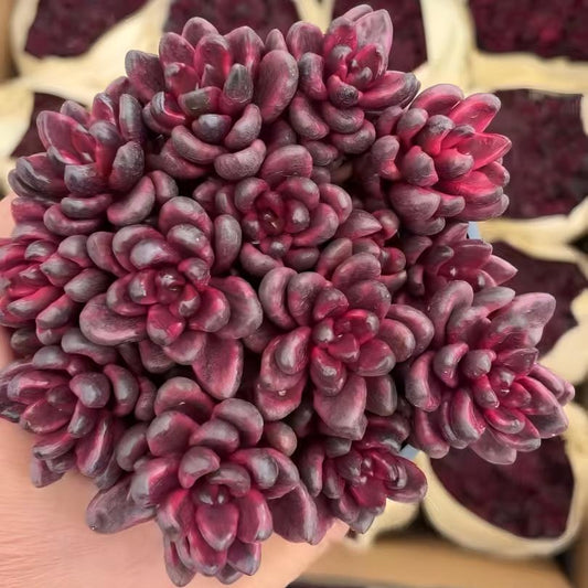 23406 Echeveria Furfuraceum Variegated (11cm pot size)