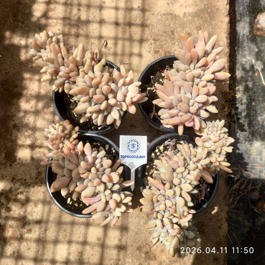 25639 Echeveria Drunken Beauty Cristata (9cm pot size)