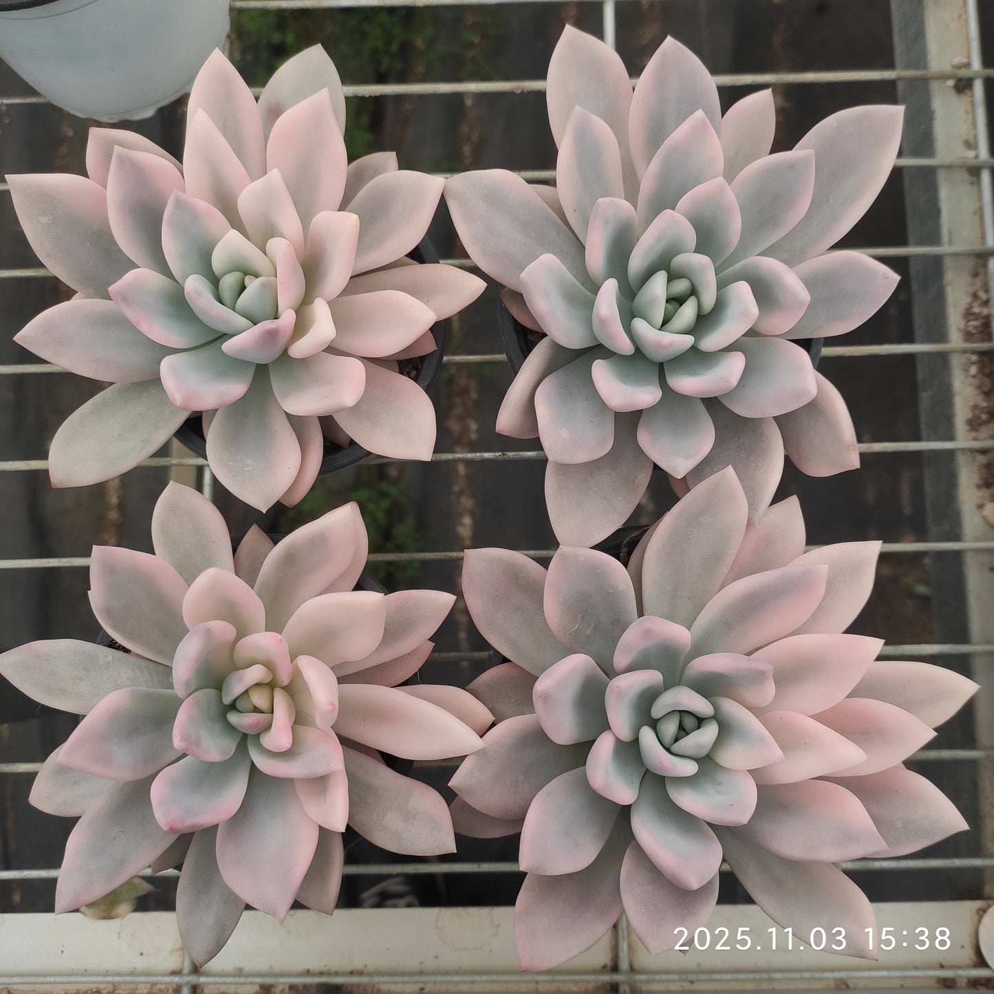 21307 Echeveria Opalina Variegated (12cm pot size)
