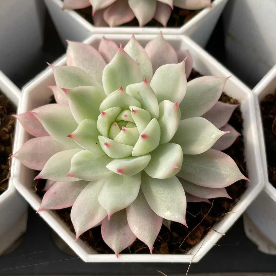 25204 Echeveria Prism (7cm pot size)