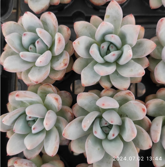 ZSM423 Echeveria Star Monroe