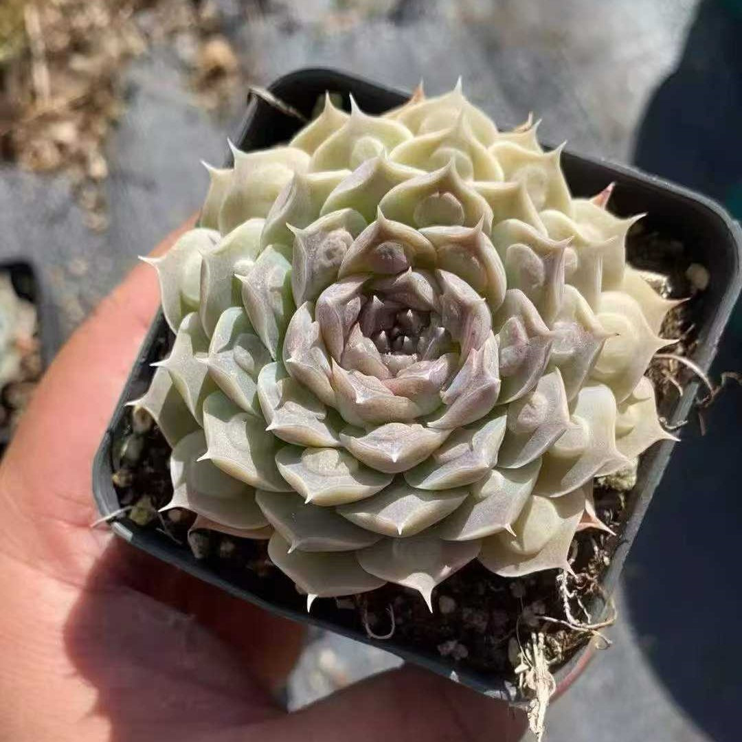 23574 Echeveria Gilo Drops (7cm pot size)