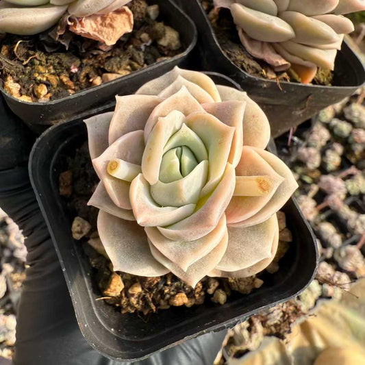 12219 Echeveria Lovely Rose (6.5cm pot size)