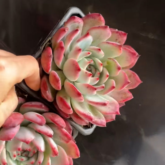 25303 Echeveria Original Colorata (12cm pot size)