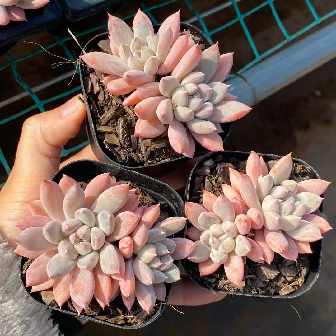 24795 Echeveria Merlot (6.3cm pot size)