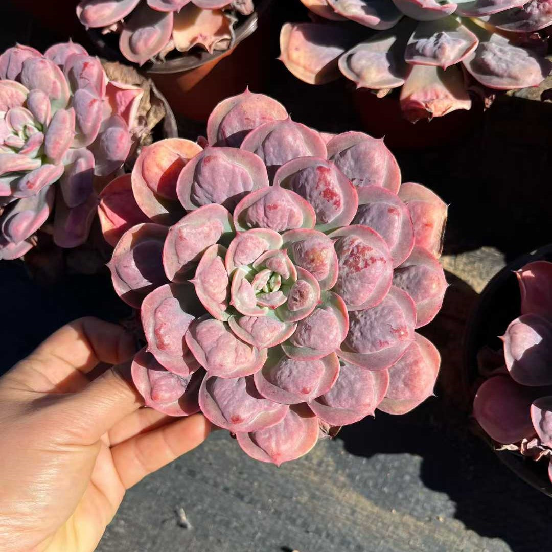 24861 Echeveria Rain Drops (12cm pot size)