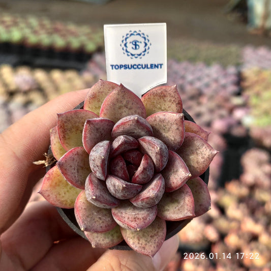 24770 Echeveria Black Crystal (5.5cm pot size)