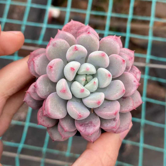 T1673 Echeveria Snow Peach (5cm pot size)
