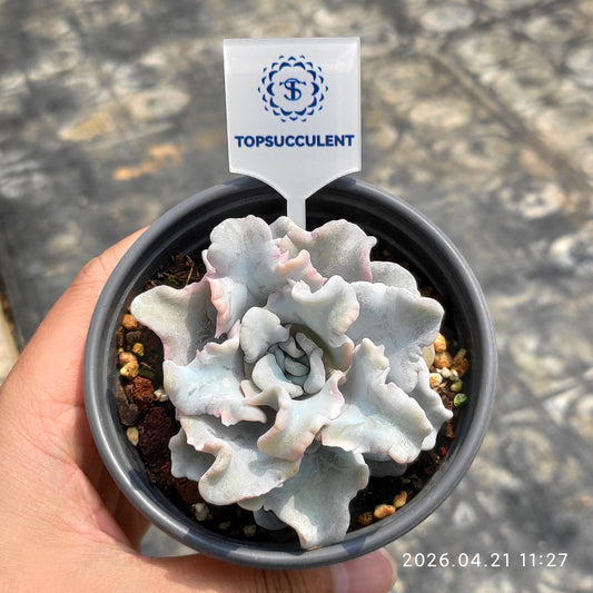 25900 Echeveria Crispate Beauty (9cm pot size)