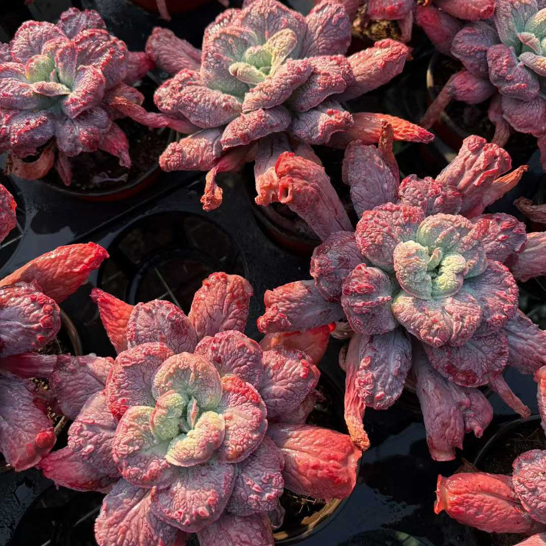 26018 Echeveria Baron Bold (12cm pot size)