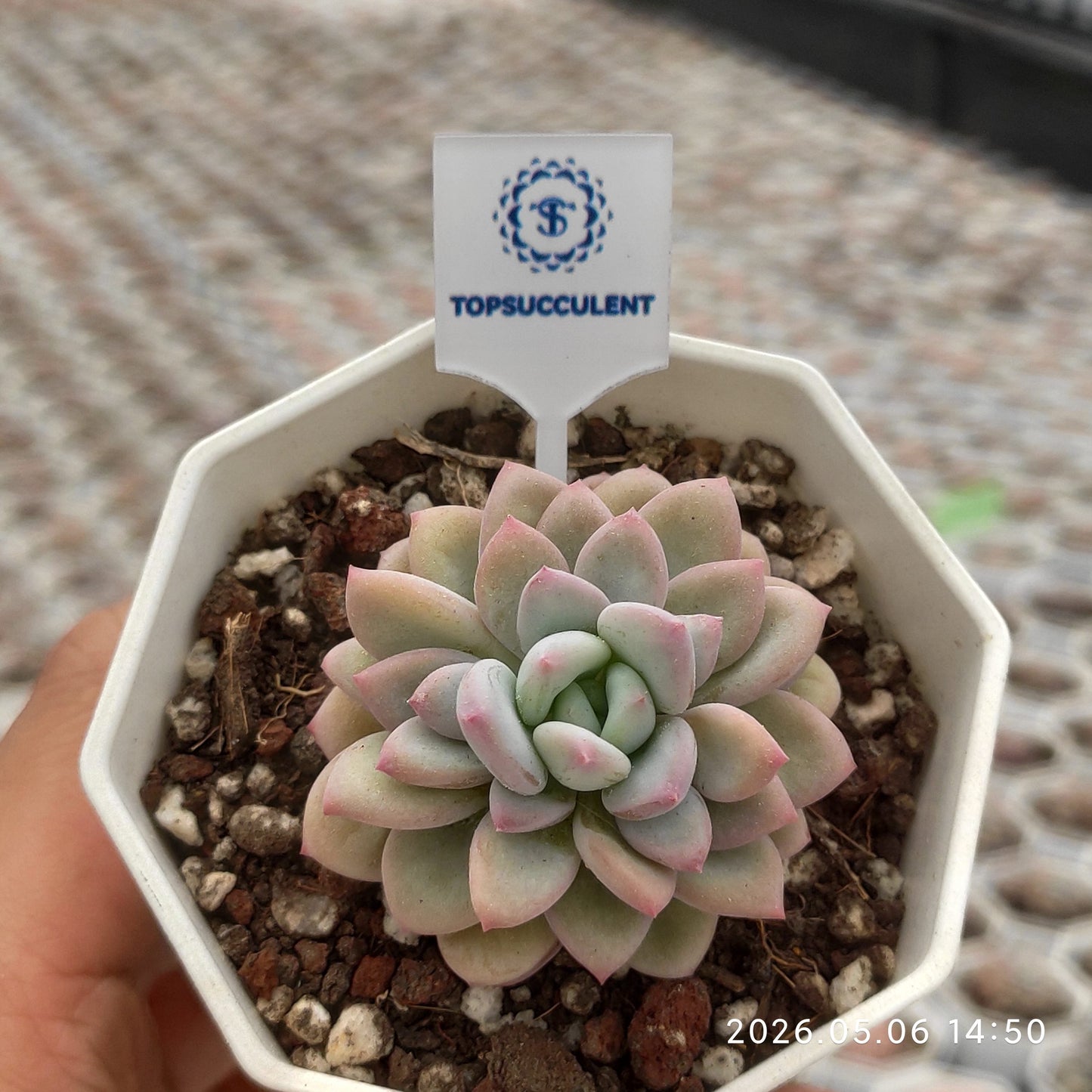 360150 Echeveria Neo Rose (7cm pot size)