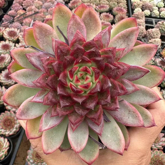 22646 Echeveria Heartless Rose (10cm pot size)