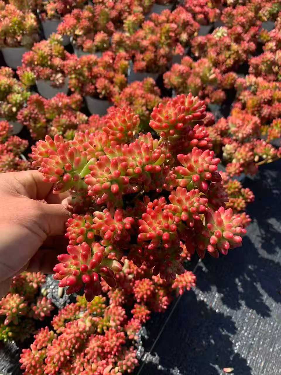 22415 Echeveria Clausen Variegated (7cm pot size)