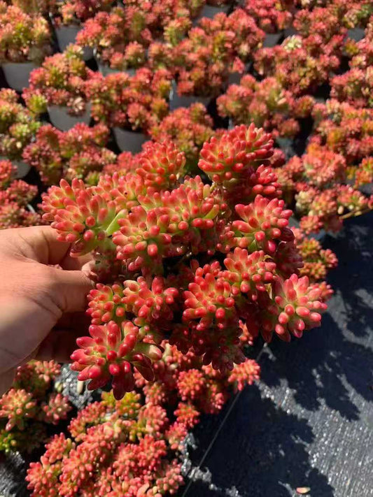 22415 Echeveria Clausen Variegated (7cm pot size)