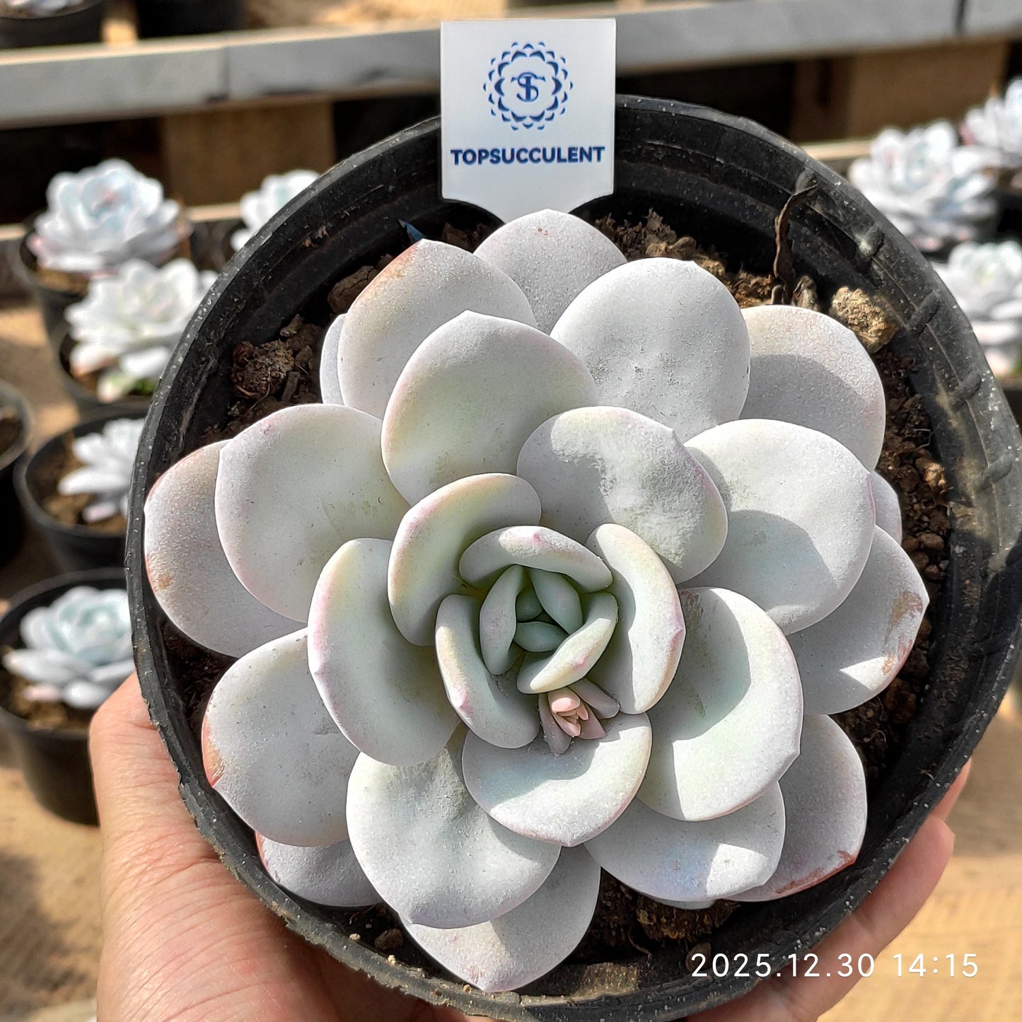 22329 Echeveria Laui (16cm pot size)
