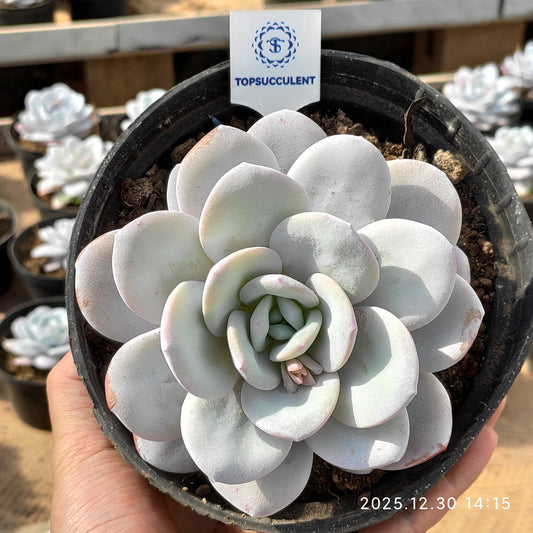 22329 Echeveria Laui (16cm pot size)