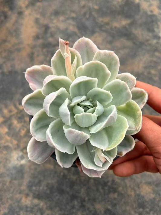 T26440 Echeveria Berkeley Light Variegated (12cm pot size)