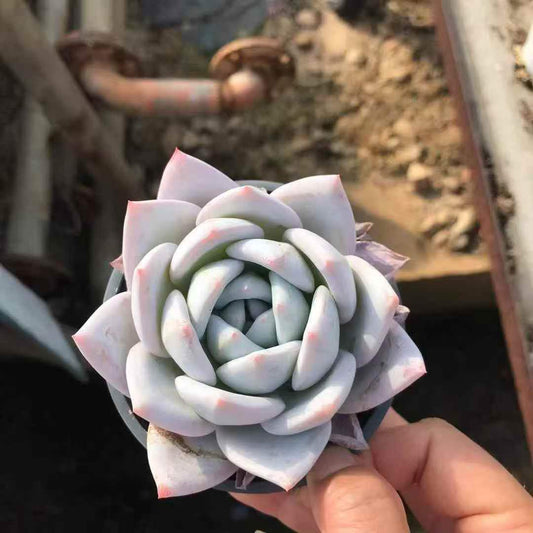 265344 Echeveria Alba Dream (11cm pot size)