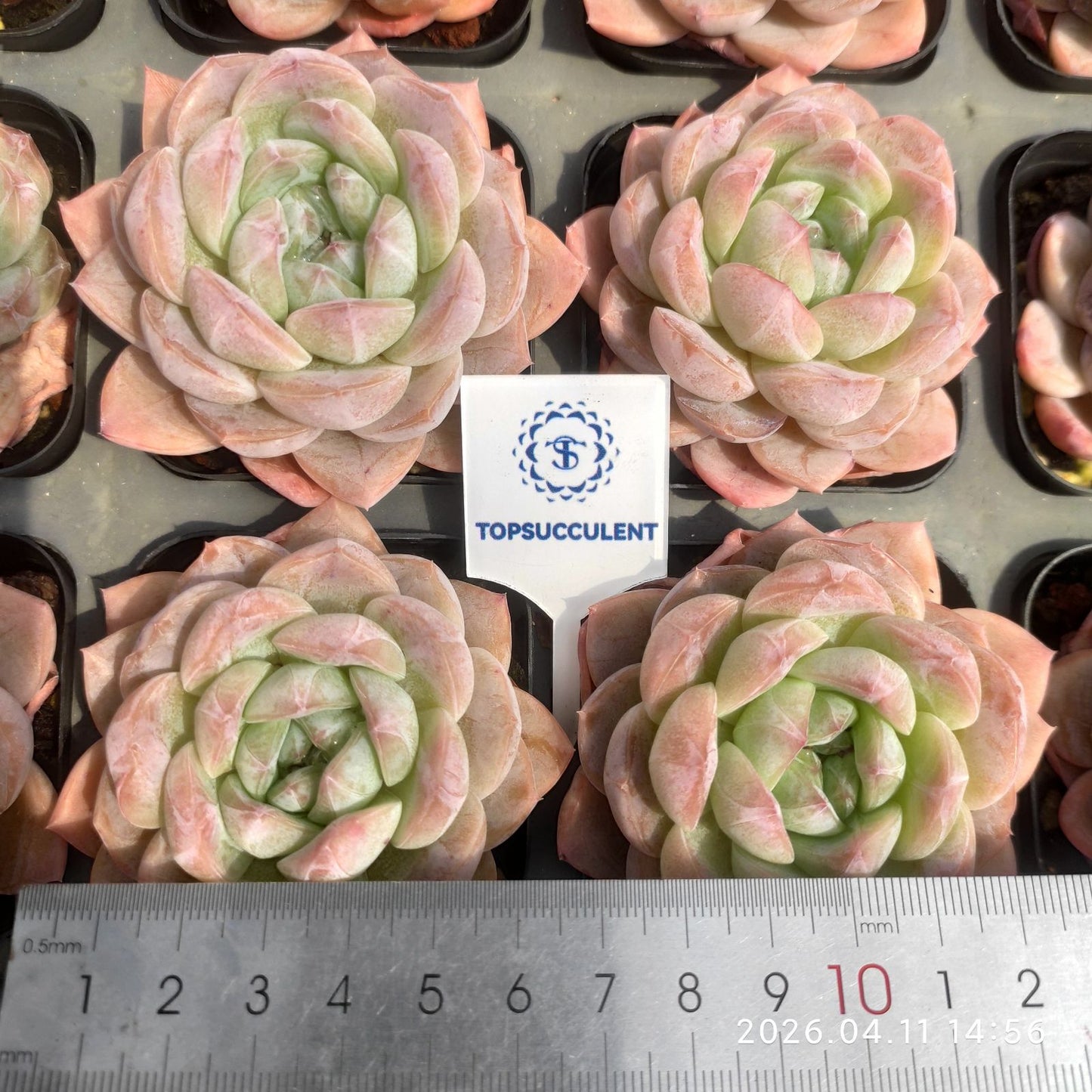 361467 Echeveria Peach Jade (6.5cm pot size)