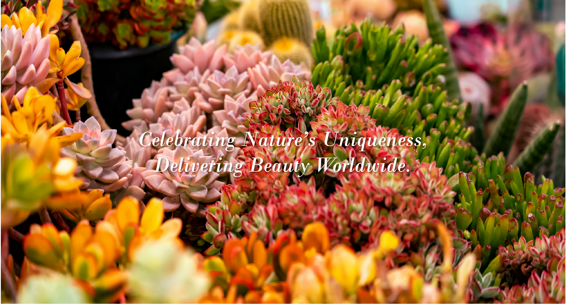 ハチ China Succule Nursery · Export * TOPSUCCULENT 202512-jjkc-XPH003