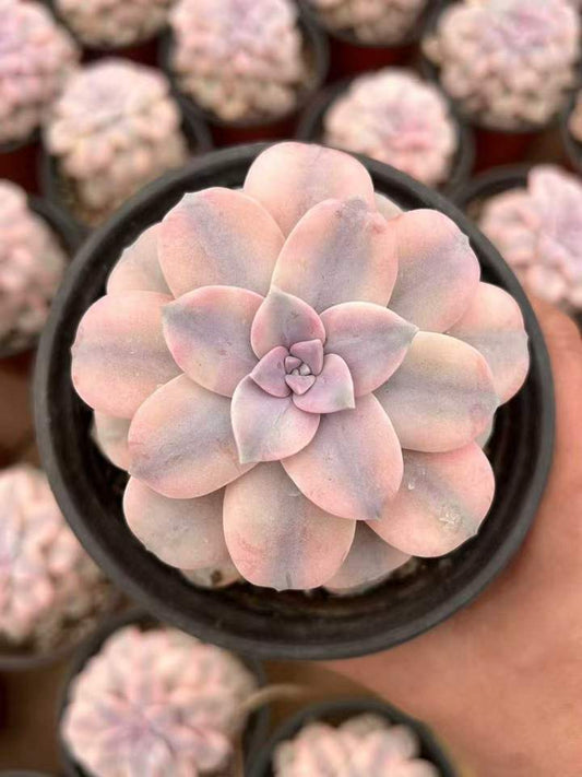 T26404 Echeveria Superbum Variegated (12cm pot size)