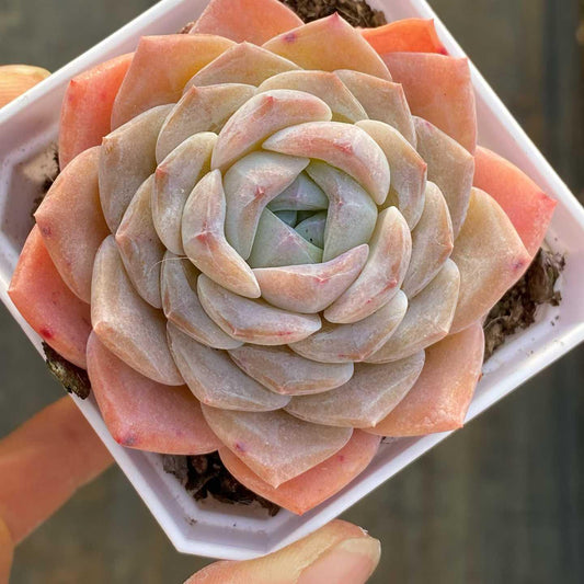361092 Echeveria Alpine Snow (7cm pot size)