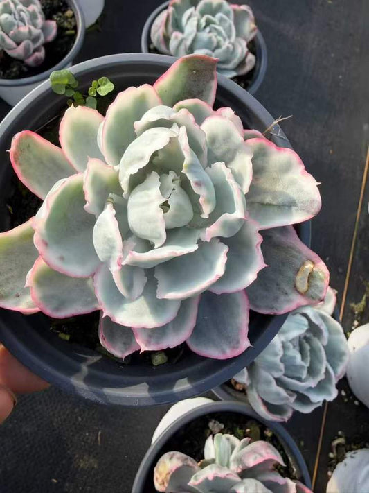 264243 Echeveria Berkeley Light Variegated (12cm pot size)