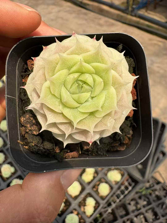 361857 Echeveria Jade Fairy (6.5cm pot size)