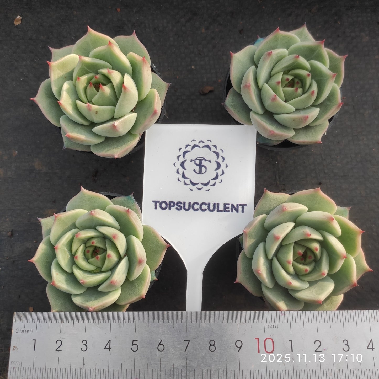 22499 Echeveria Turquoise (5.5cm pot size)