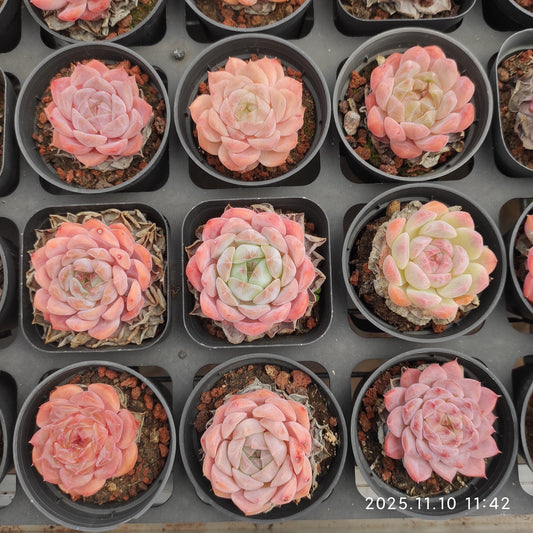 18358 Echeveria Red Velvet Hyb (6.5cm pot size)