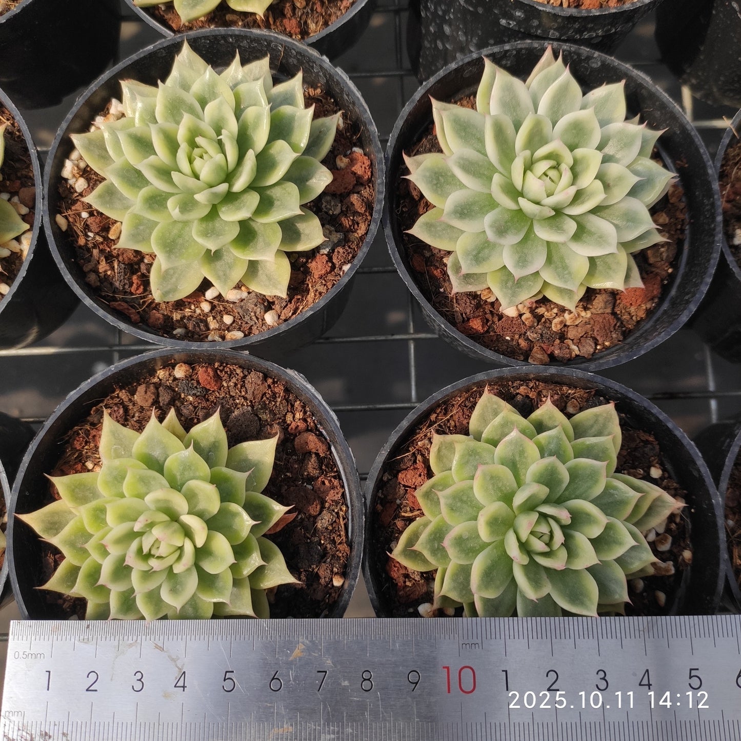TPKM050 Echeveria Butterfly Variegated(8cm pot size)