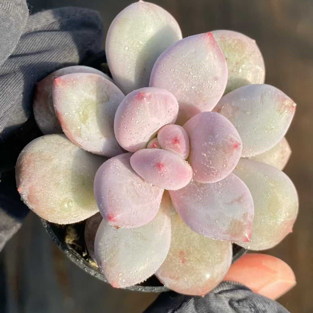 24845 Echeveria Milk Peach (5.5cm pot size)