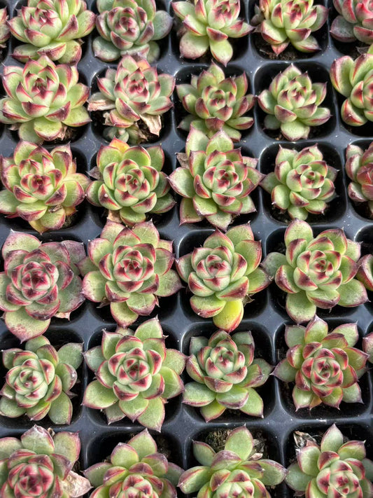 21693 Echeveria Moon Stone (3cm pot size)