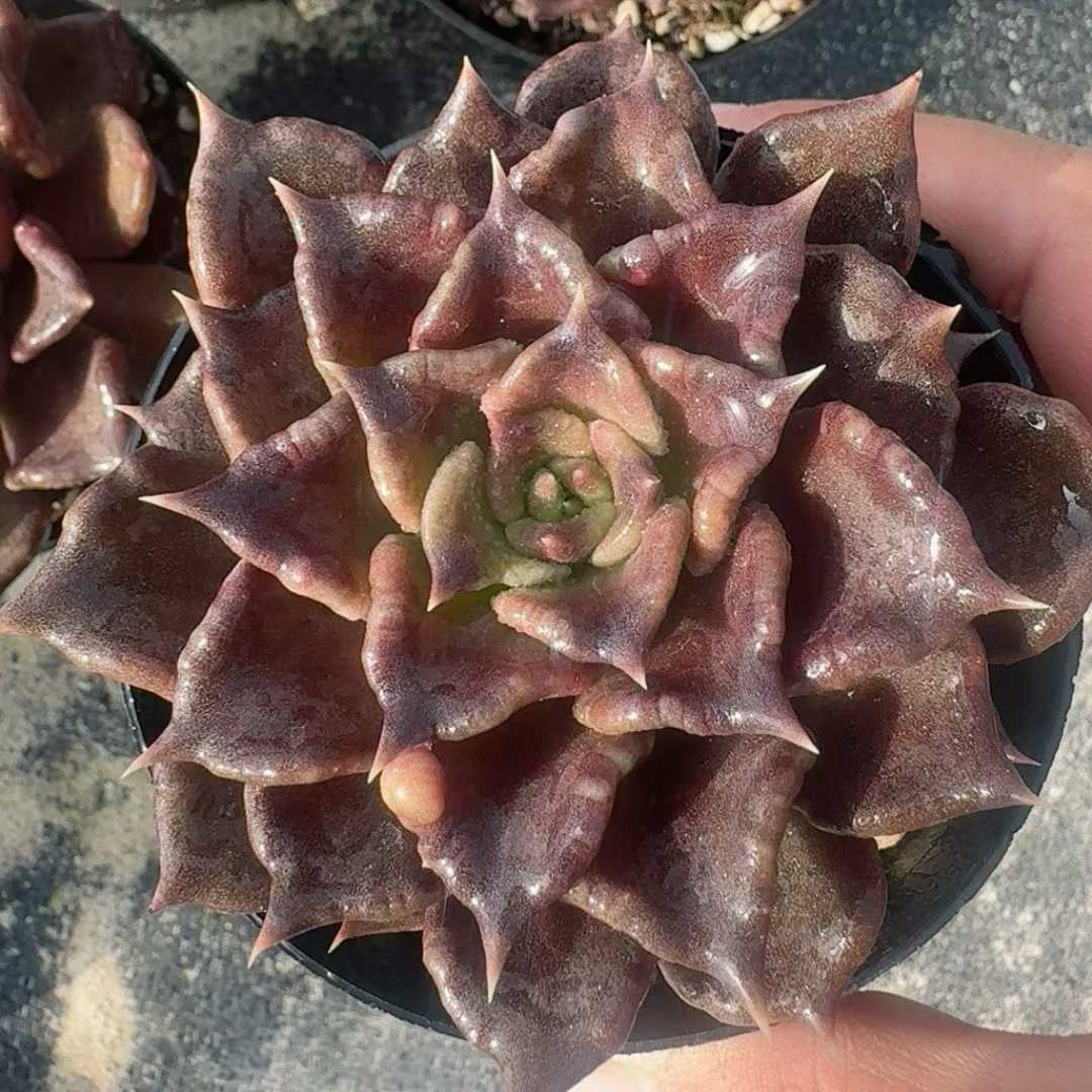 24855 Echeveria Black Madiba (9cm pot size)