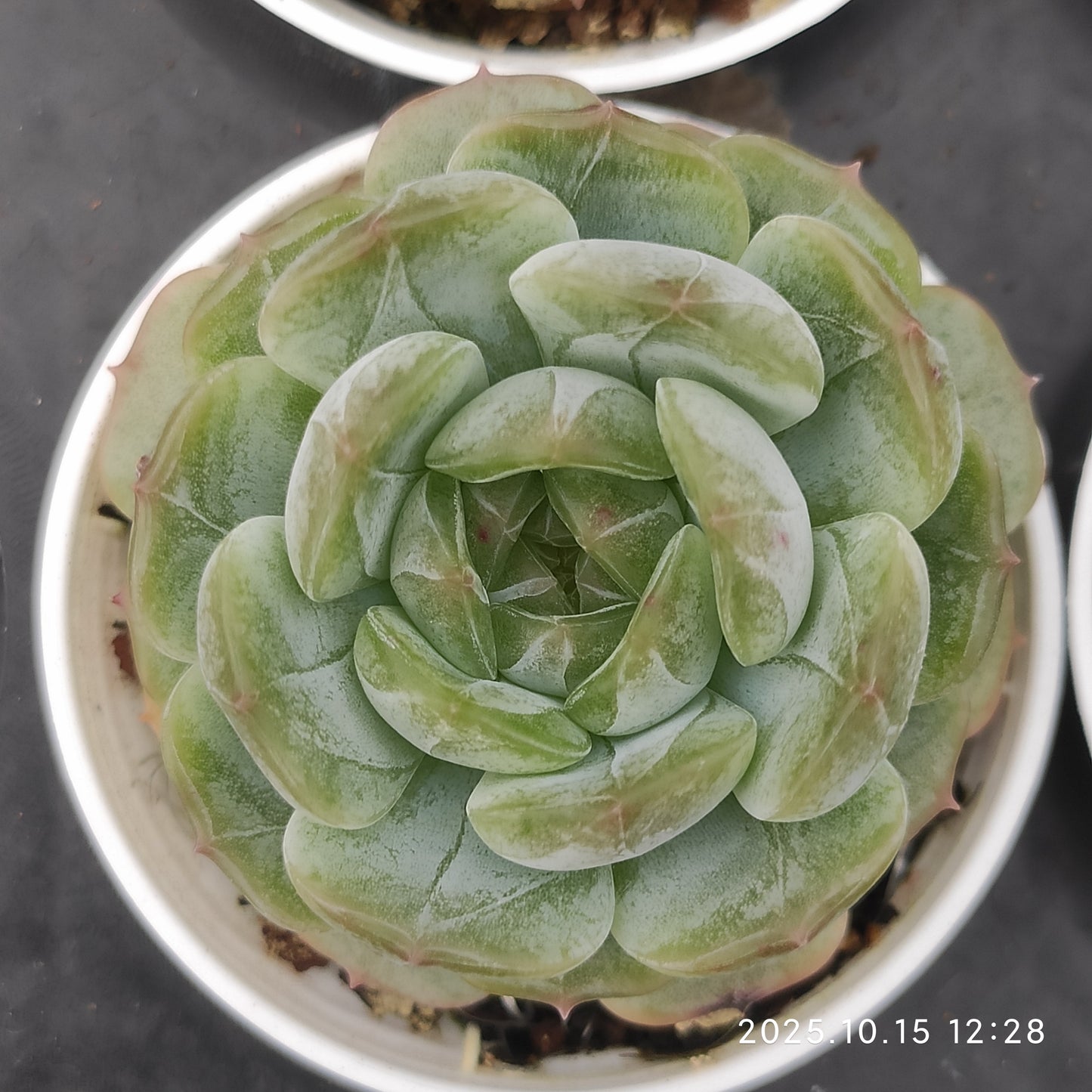 18694 Echeveria White Lover (7cm pot size)