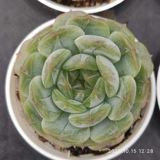 18694 Echeveria White Lover (7cm pot size)