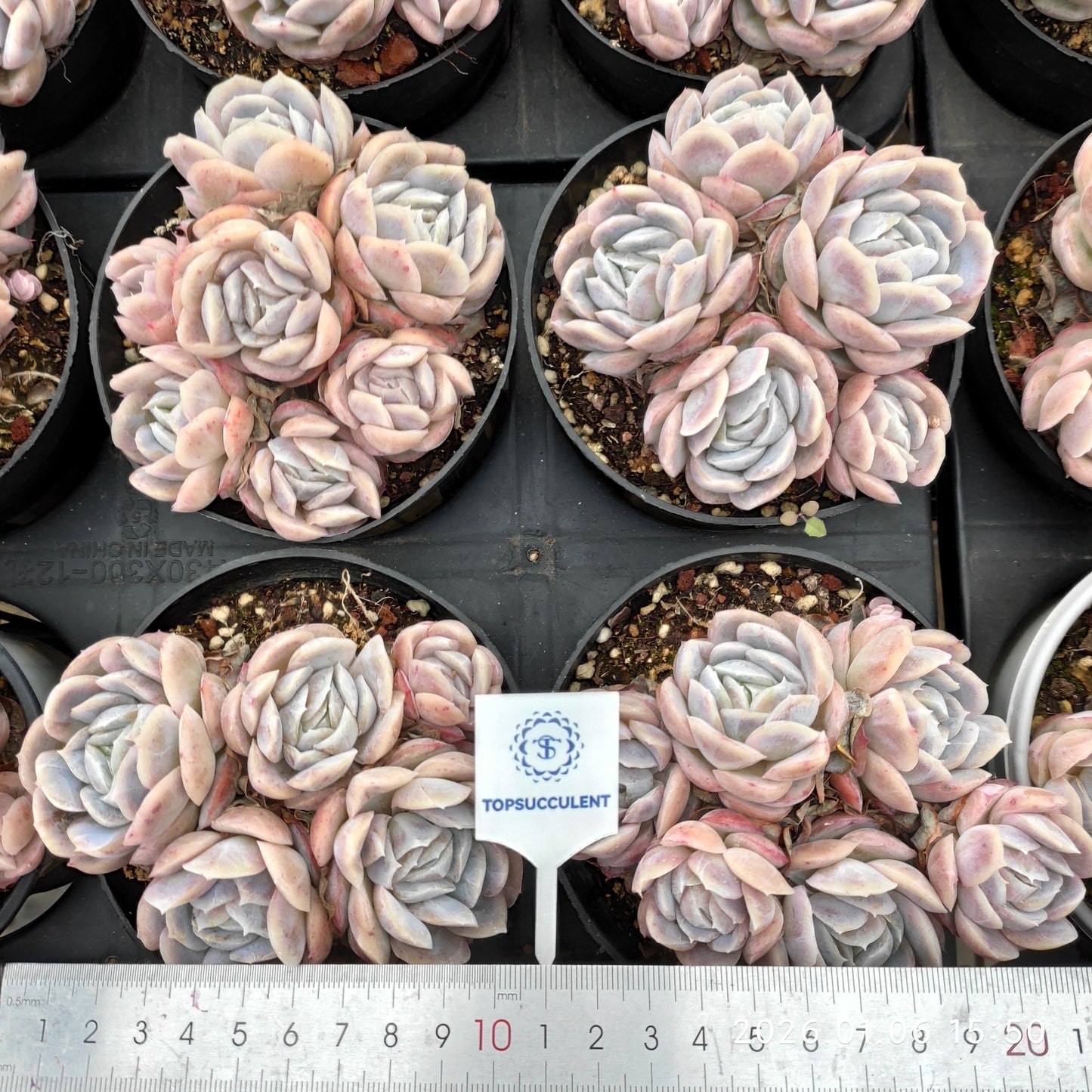 19950 Echeveria Potosina (9cm pot size)