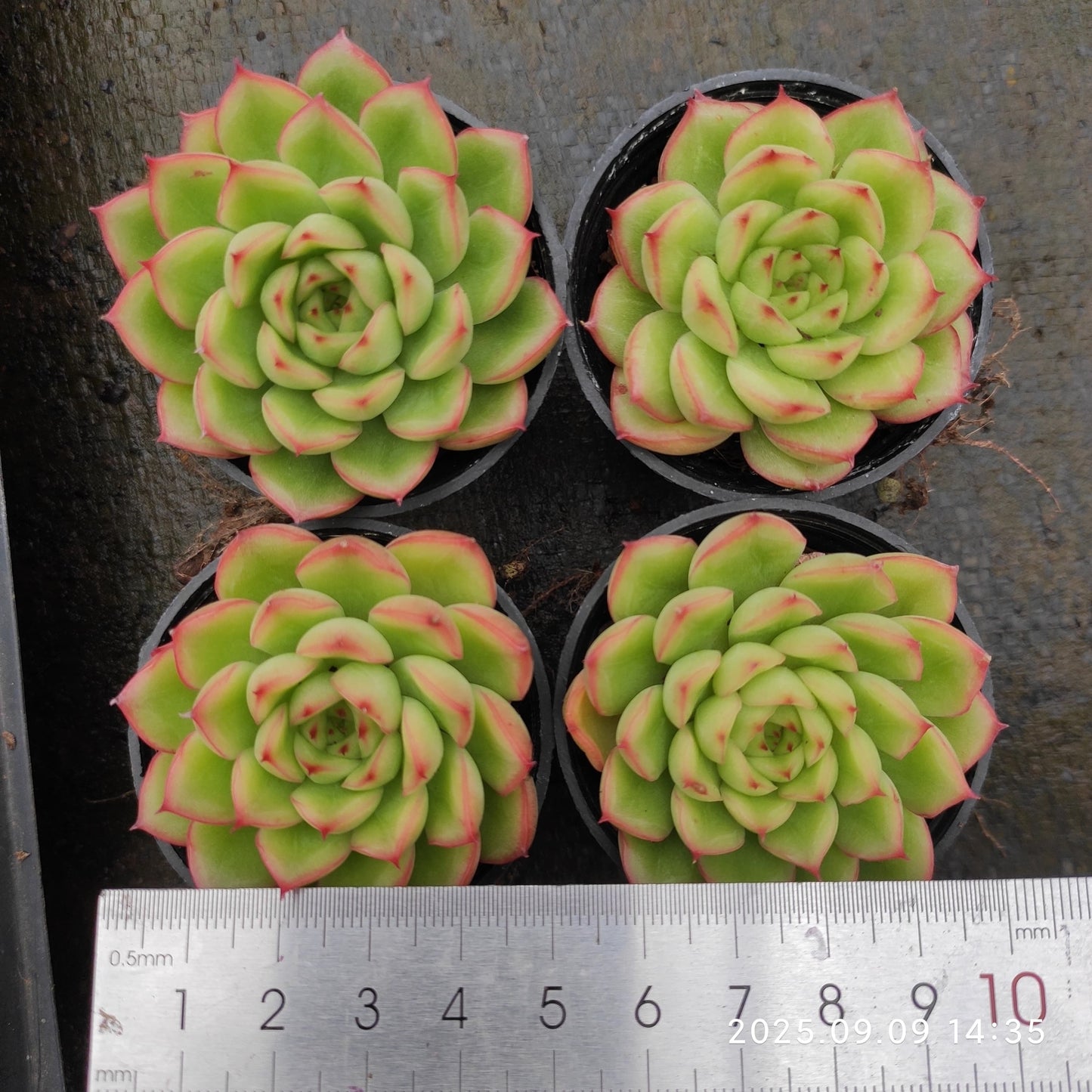 MMT786 Echeveria Flash Light(5.5cm pot size)