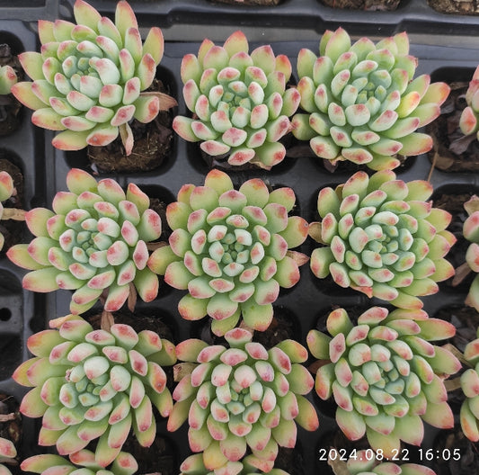 MMT495 Echeveria Blue Elf