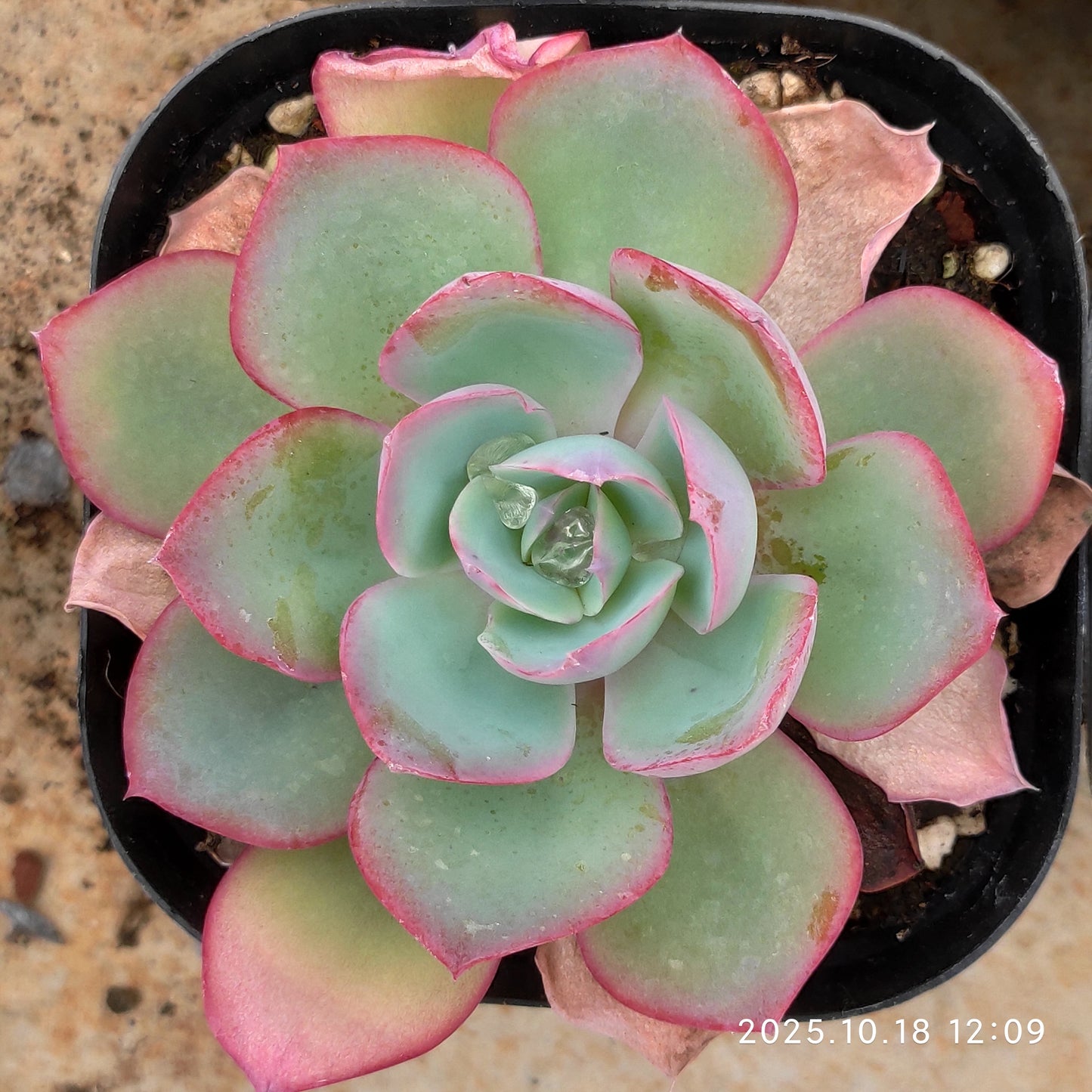 21598 Echeveria Neon Light (10cm pot size)