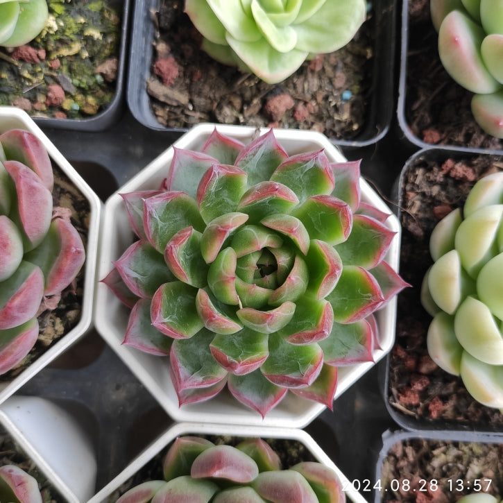 DWZ054 Echeveria Green Appearance