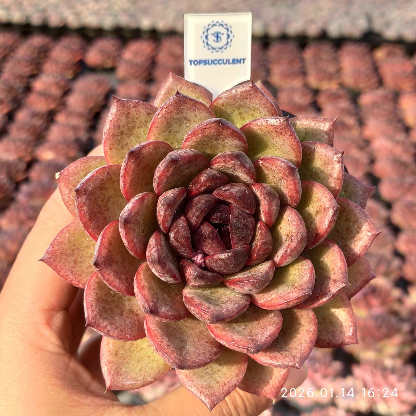 22486 Echeveria Black Rose (9cm pot size)