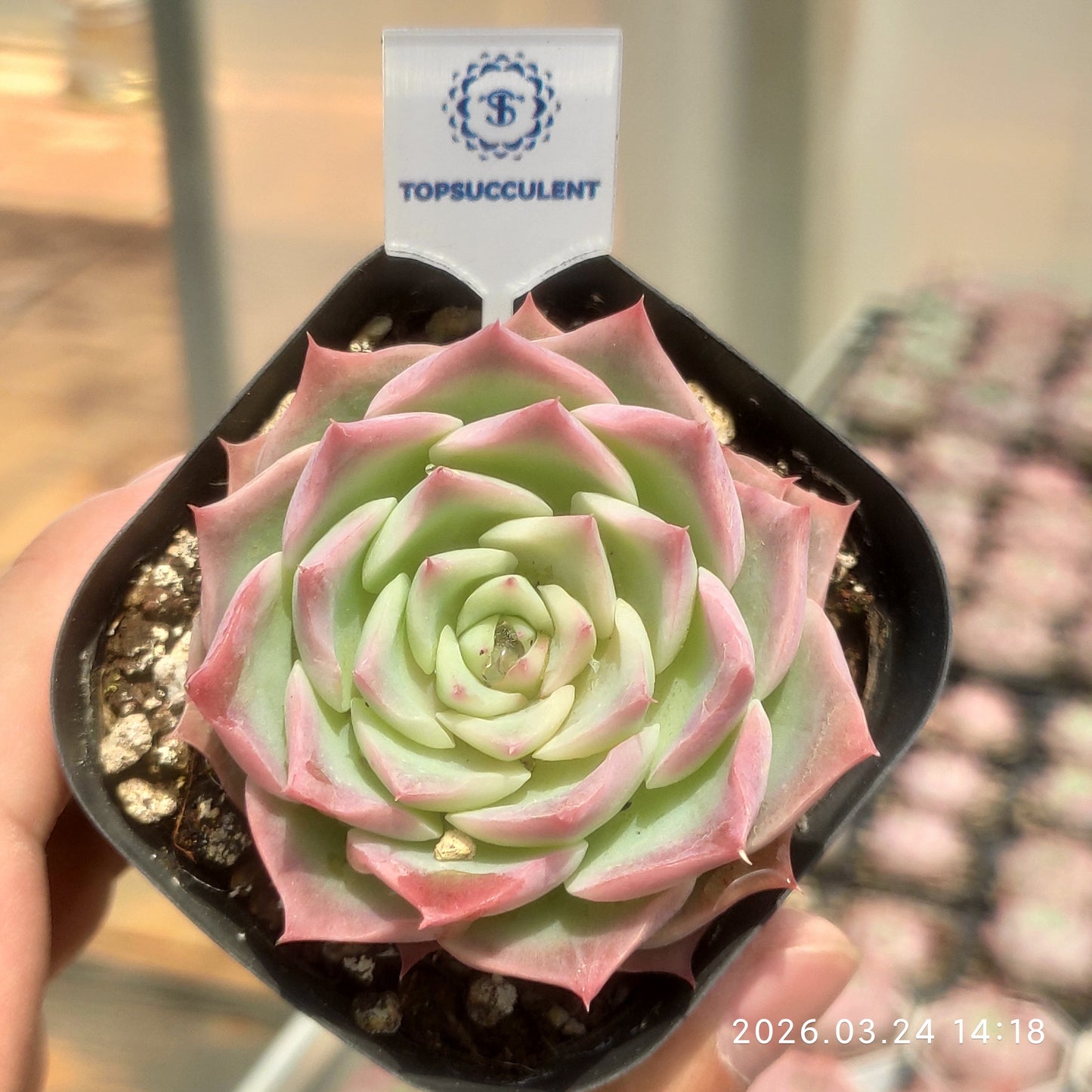 80569 Echeveria Sky World (6.5cm pot size)
