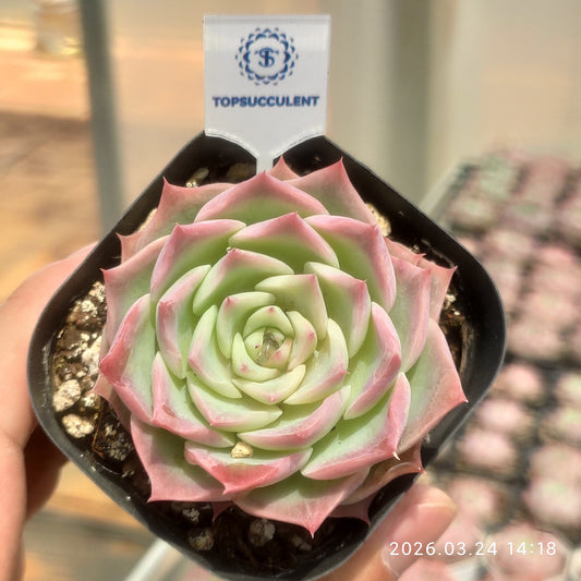 80569 Echeveria Sky World (6.5cm pot size)