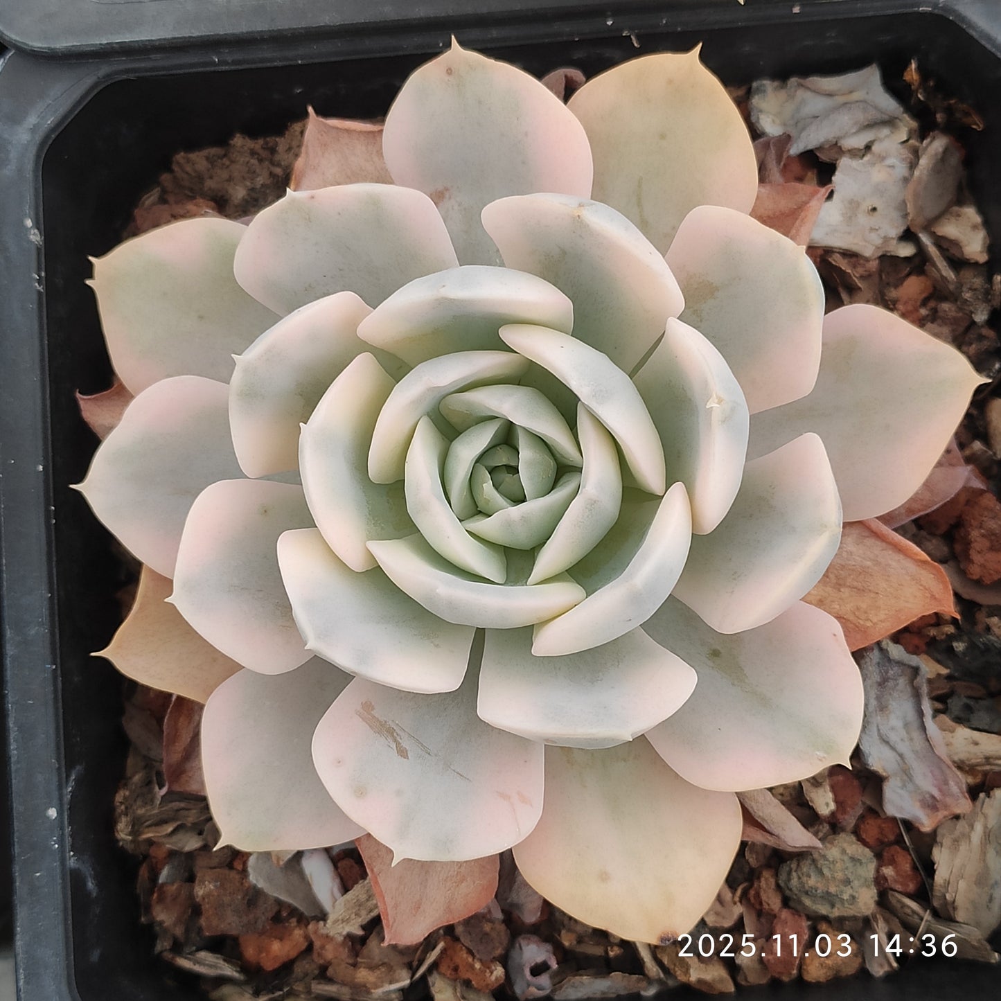 22324 Echeveria Makabenia Variegated (12cm pot size)