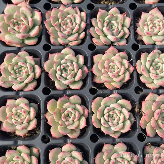 22035 Echeveria AK Maria (4cm pot size)