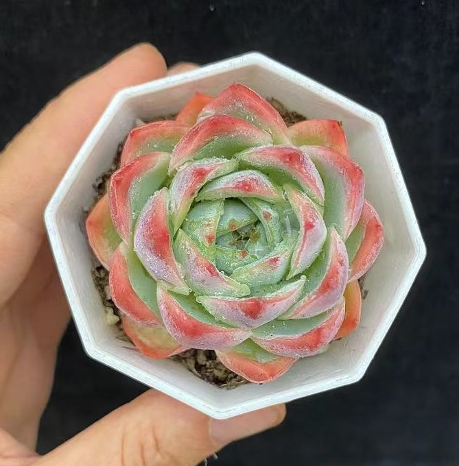 BL414 Echeveria Alone Star