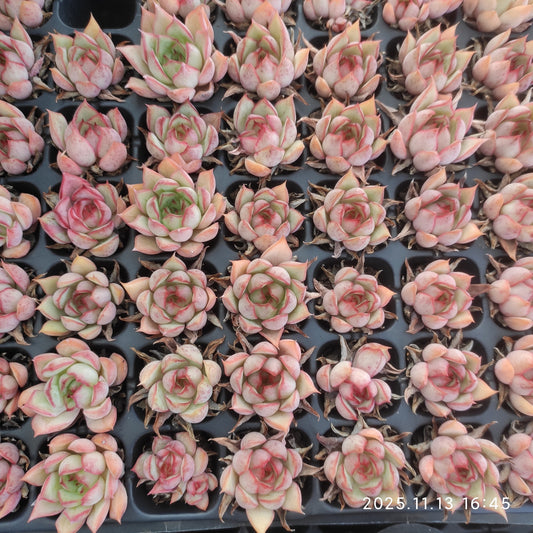 22963 Echeveria Lotus Lamp (3cm pot size)